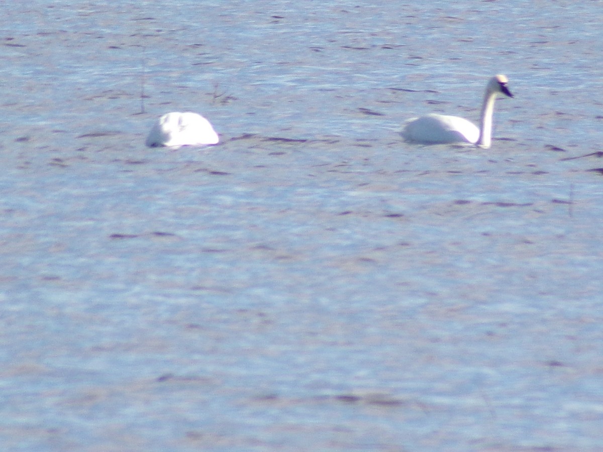 Tundra Swan - ML532847541