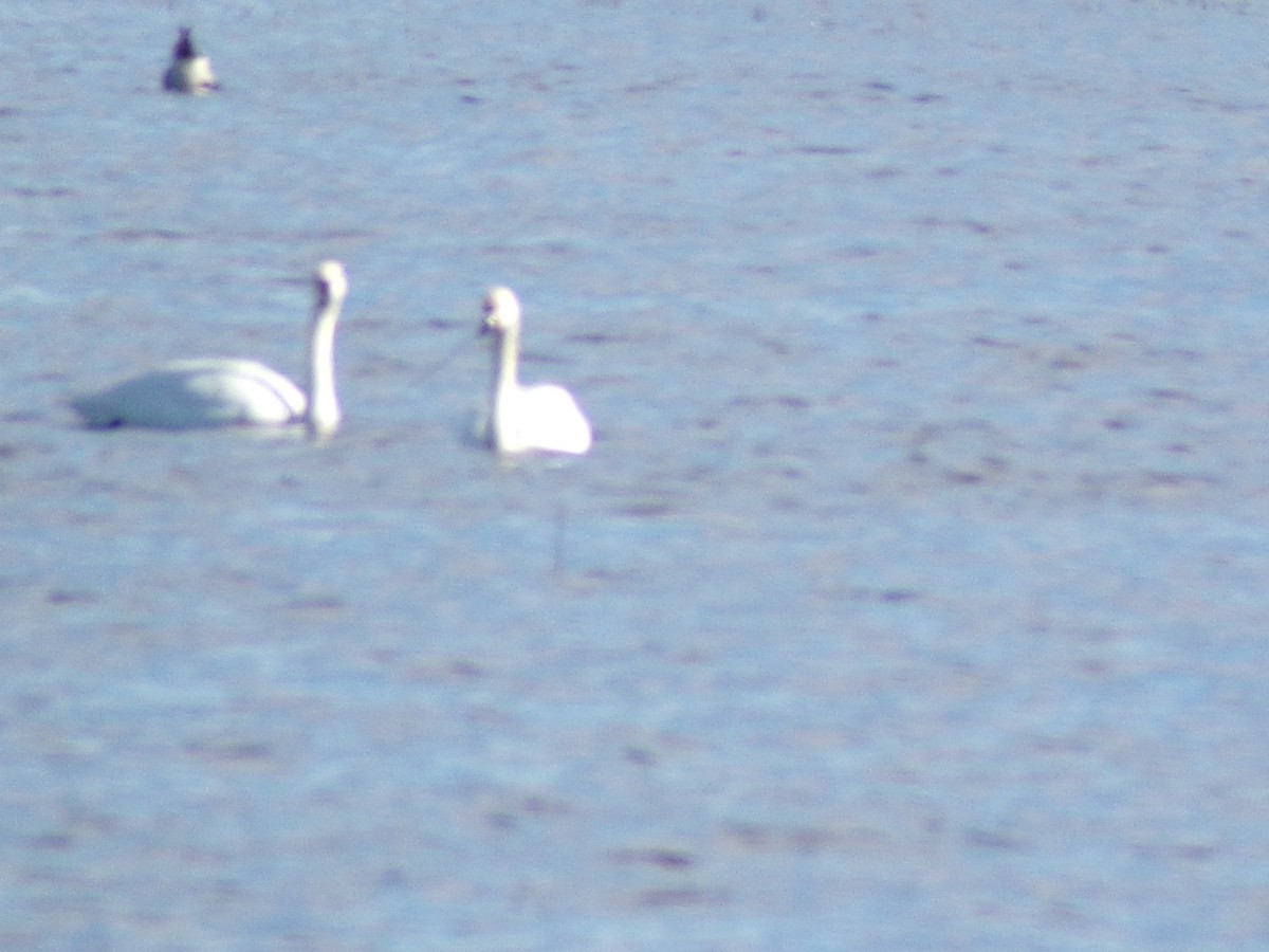 Tundra Swan - ML532847551