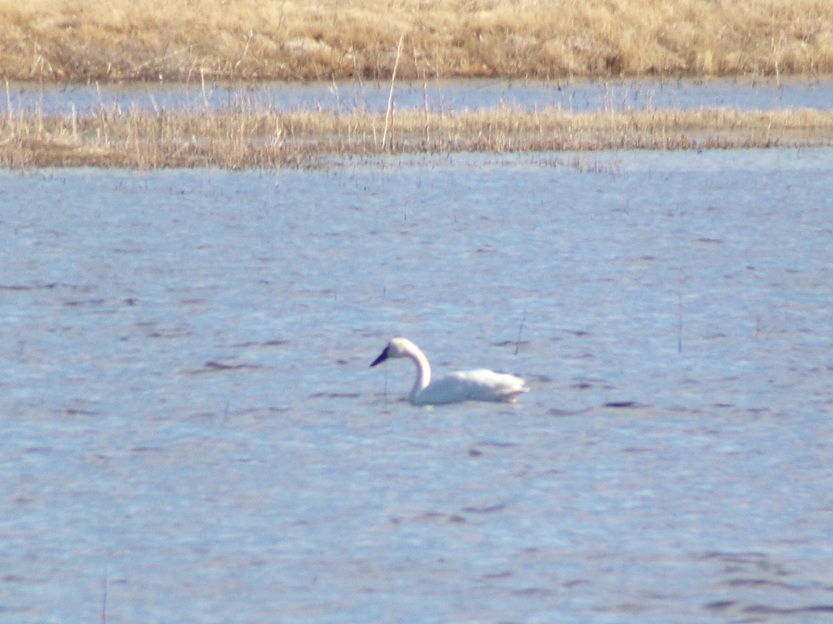 Tundra Swan - ML532847571