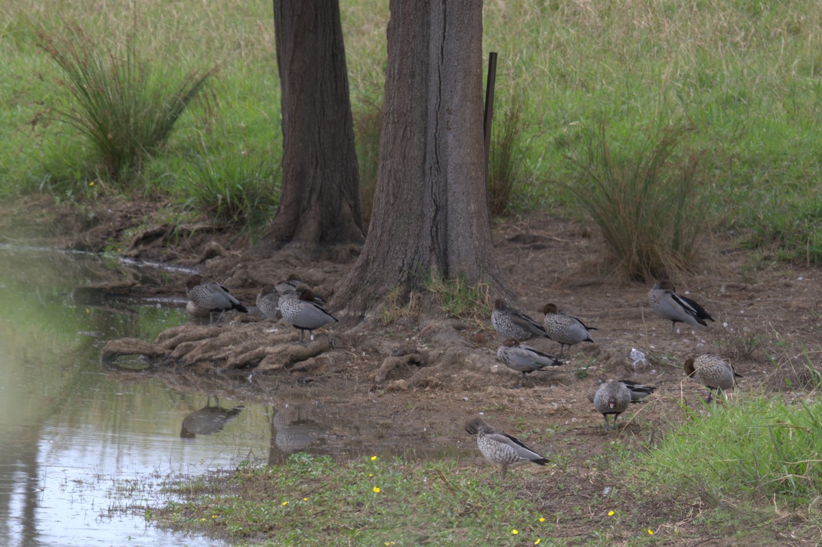 Maned Duck - ML532847701