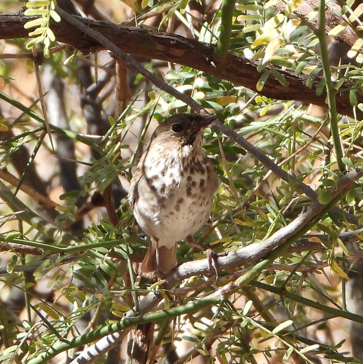 Hermit Thrush - ML532849351