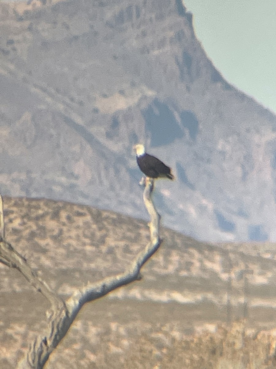 Bald Eagle - Josh Emms