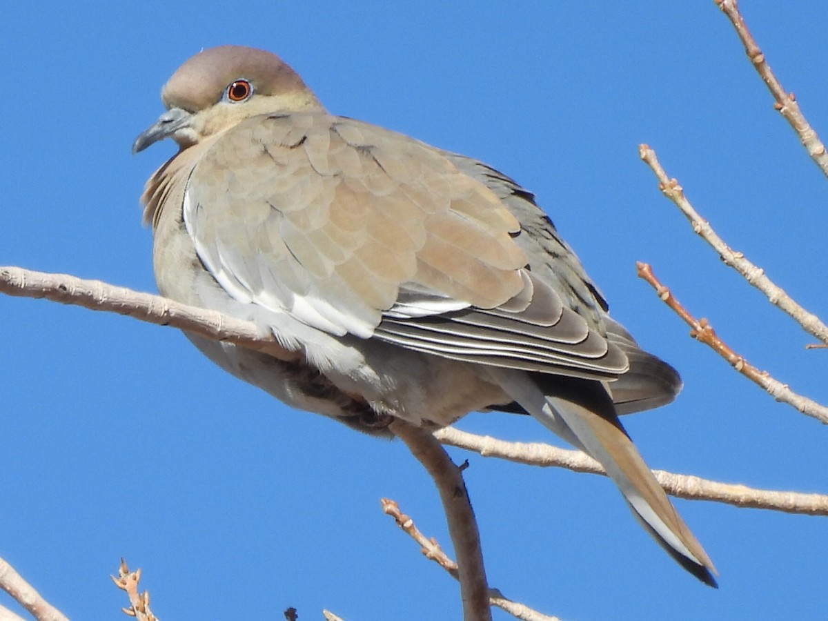 White-winged Dove - ML532851491