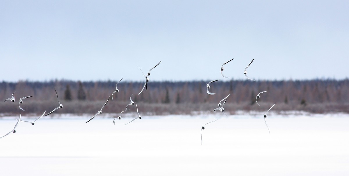 Sabine's Gull - ML53285201