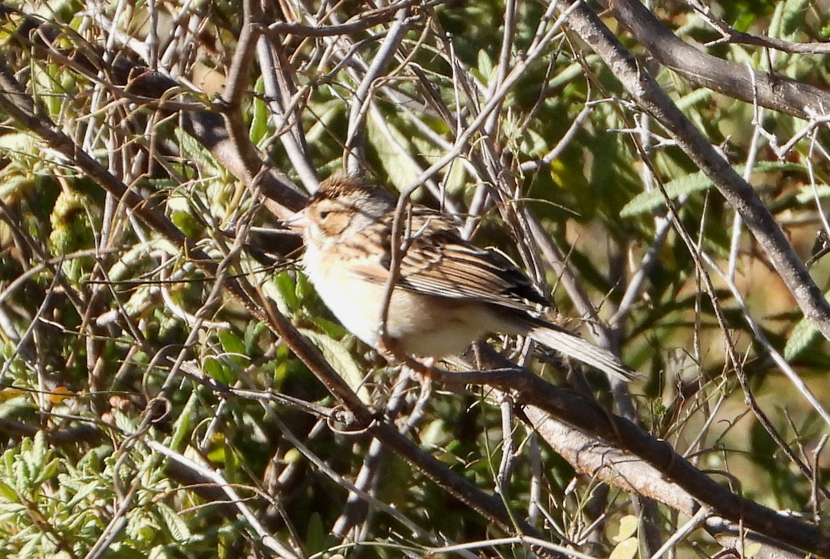 Clay-colored Sparrow - Mary Tannehill