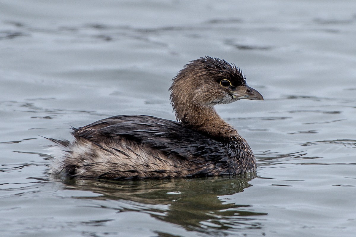 Pied-billed Grebe - ML53285261