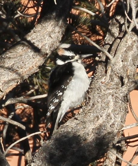 Hairy Woodpecker - Ellen Stepniewski