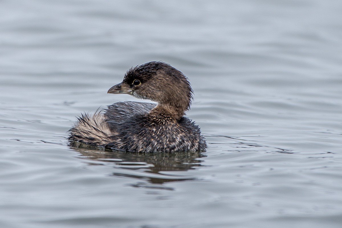 Pied-billed Grebe - ML53285291