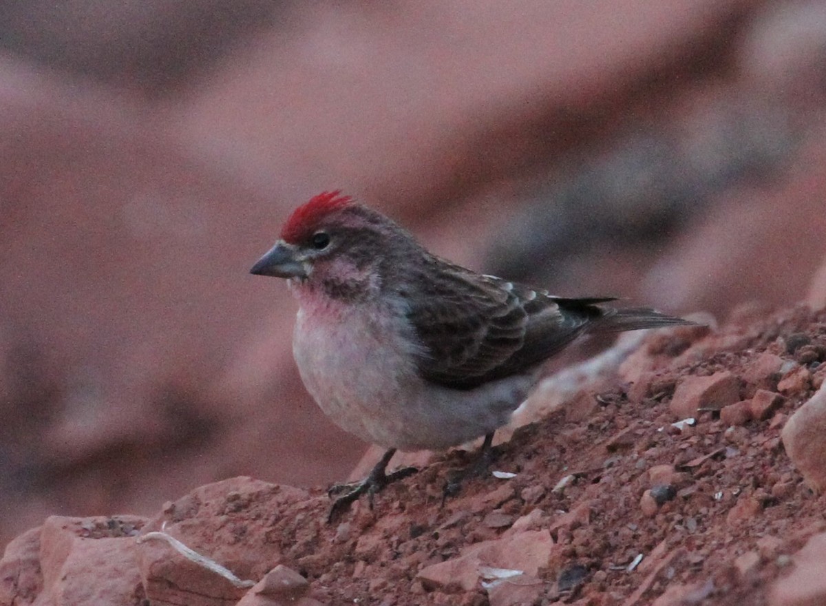 Cassin's Finch - ML532853131