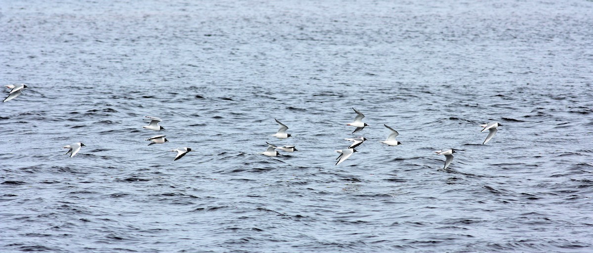 Sabine's Gull - ML53285401