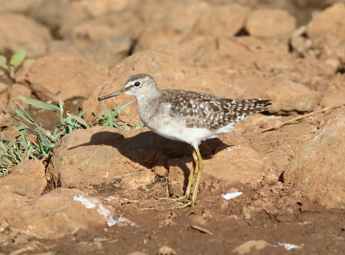 Wood Sandpiper - ML53285481