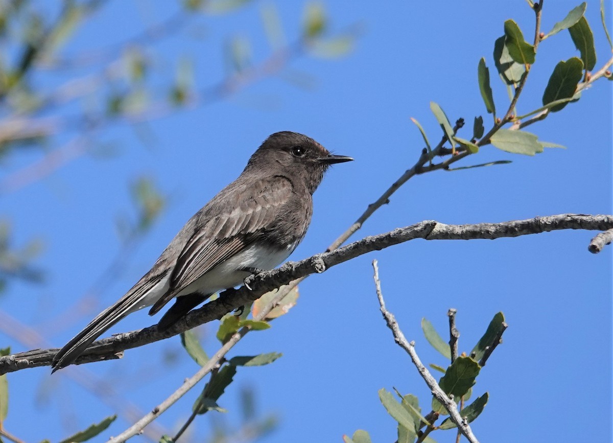 Black Phoebe - ML532855571