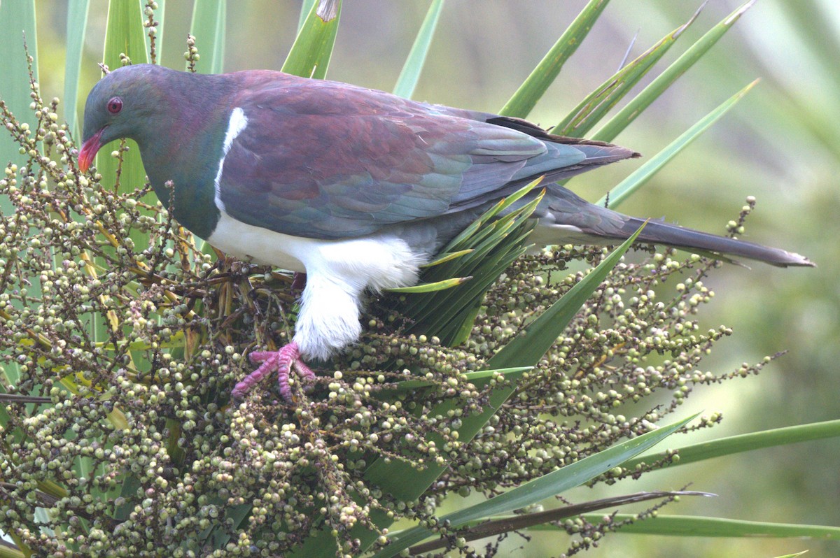 New Zealand Pigeon - ML532856261