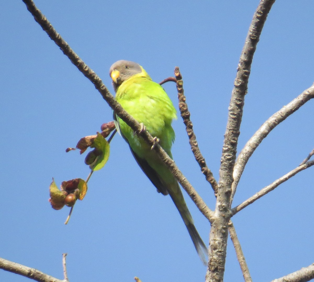 Plum-headed Parakeet - Laxminarayan Sonawane