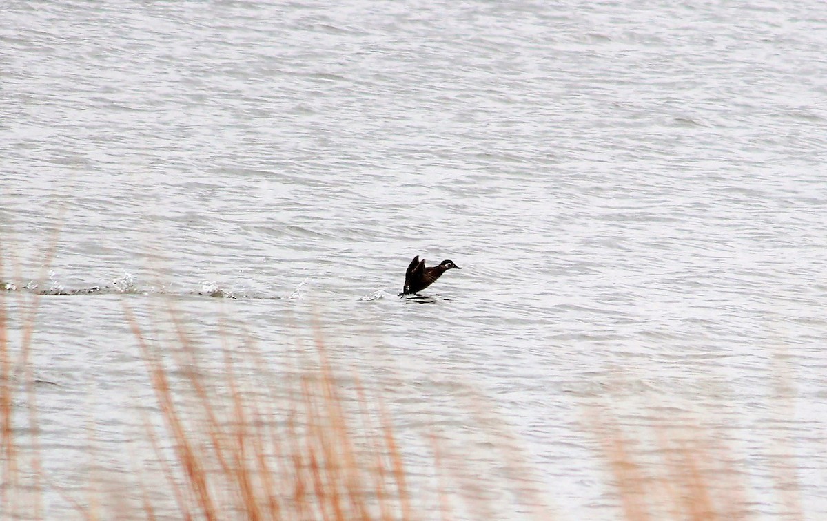 Ruddy Duck - ML53285861