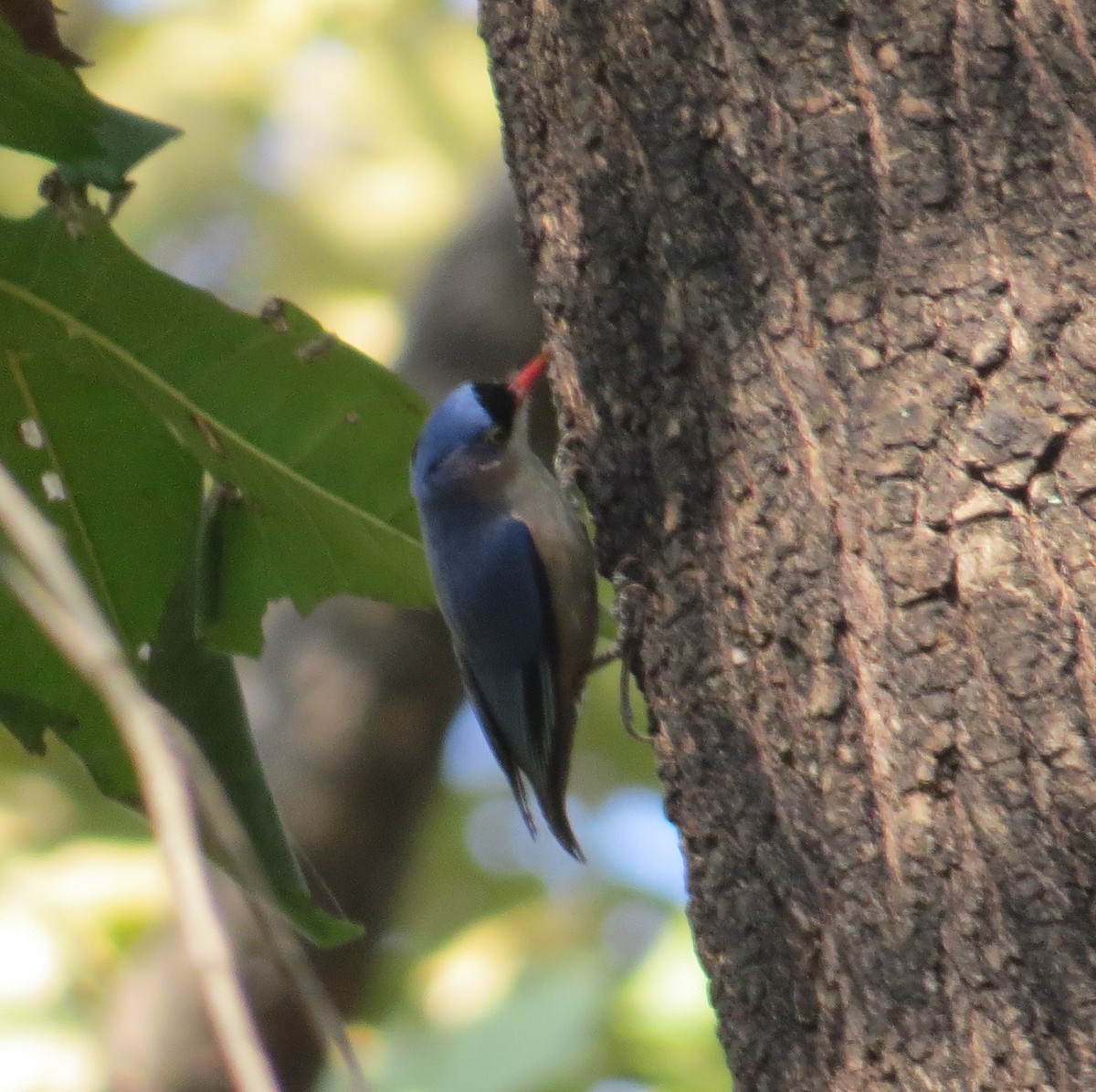 Velvet-fronted Nuthatch - ML532858631