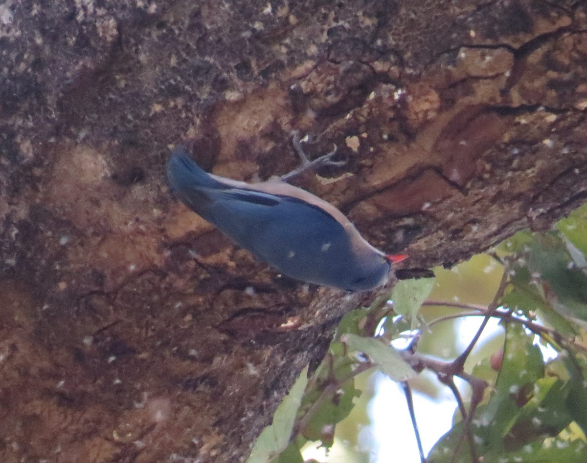 Velvet-fronted Nuthatch - ML532858641