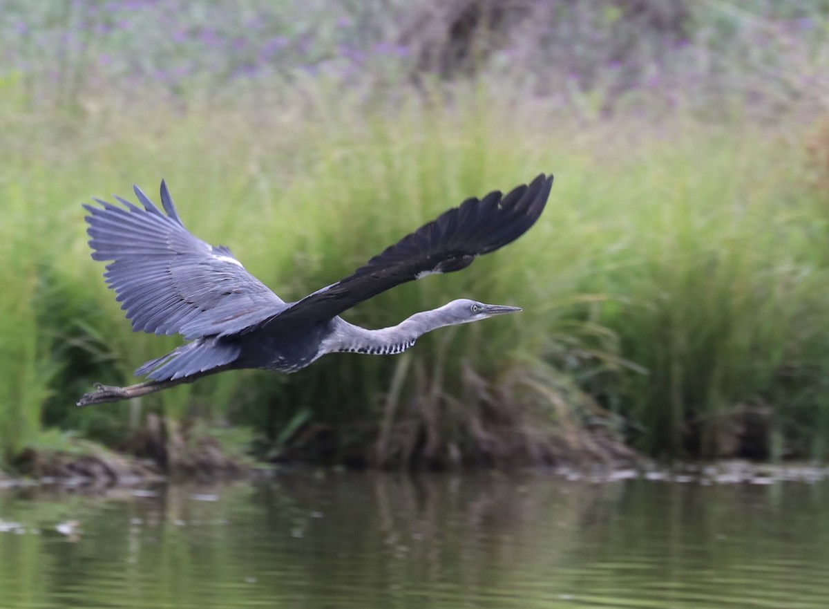 Pacific Heron - Donna Nagiello