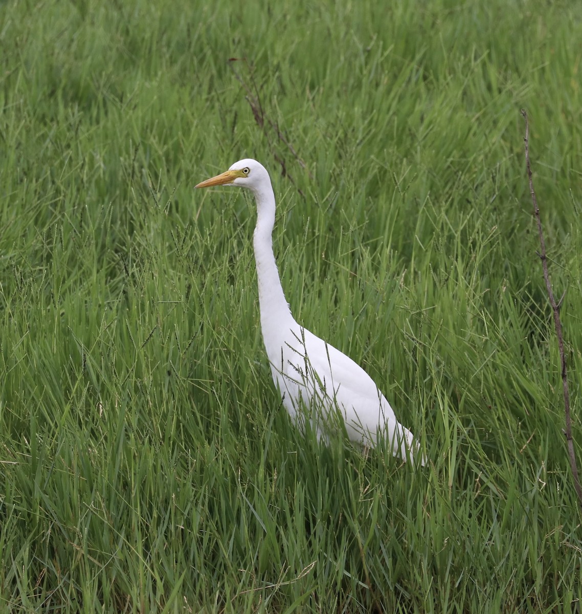 Plumed Egret - ML532859221