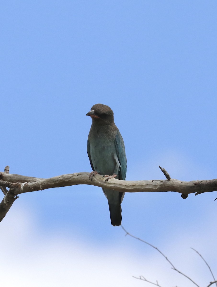 Dollarbird - ML532859261