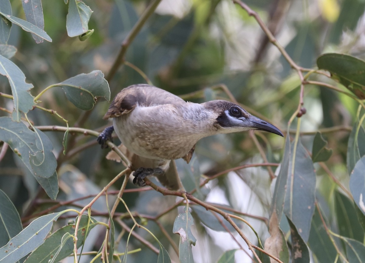 Little Friarbird - ML532859291