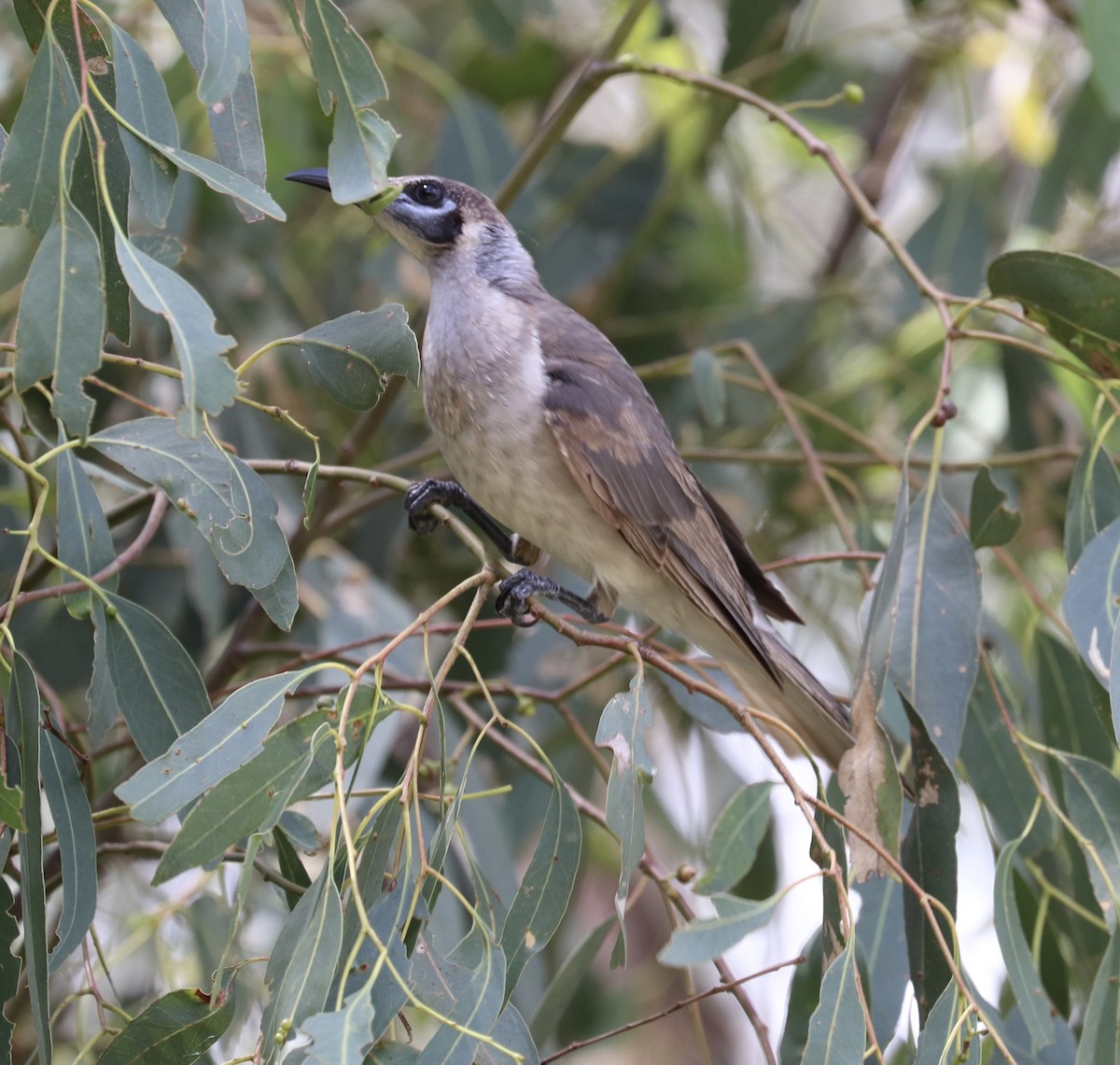 Little Friarbird - ML532859301