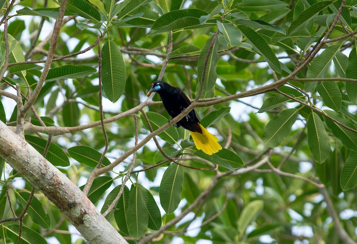 Black Oropendola - Shailesh Pinto