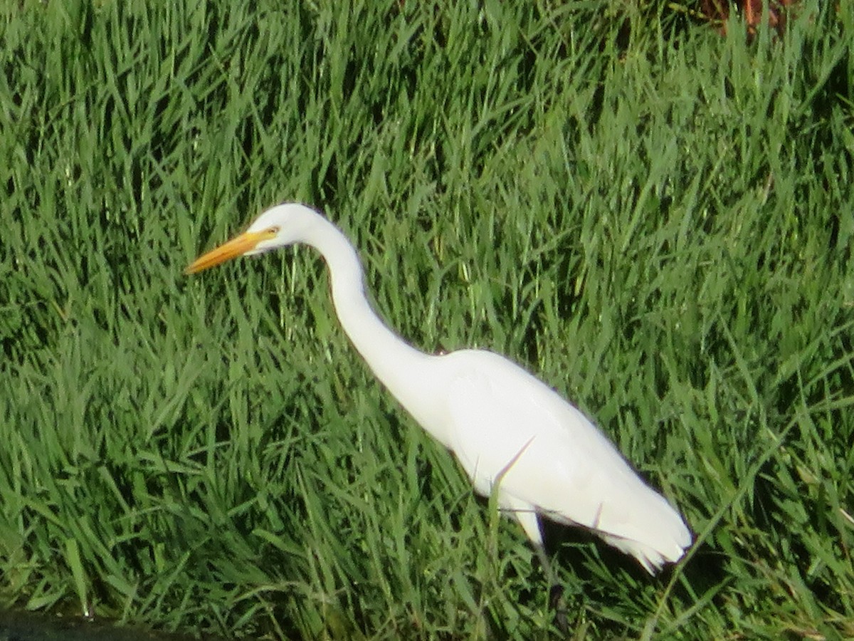 Plumed Egret - Christine D