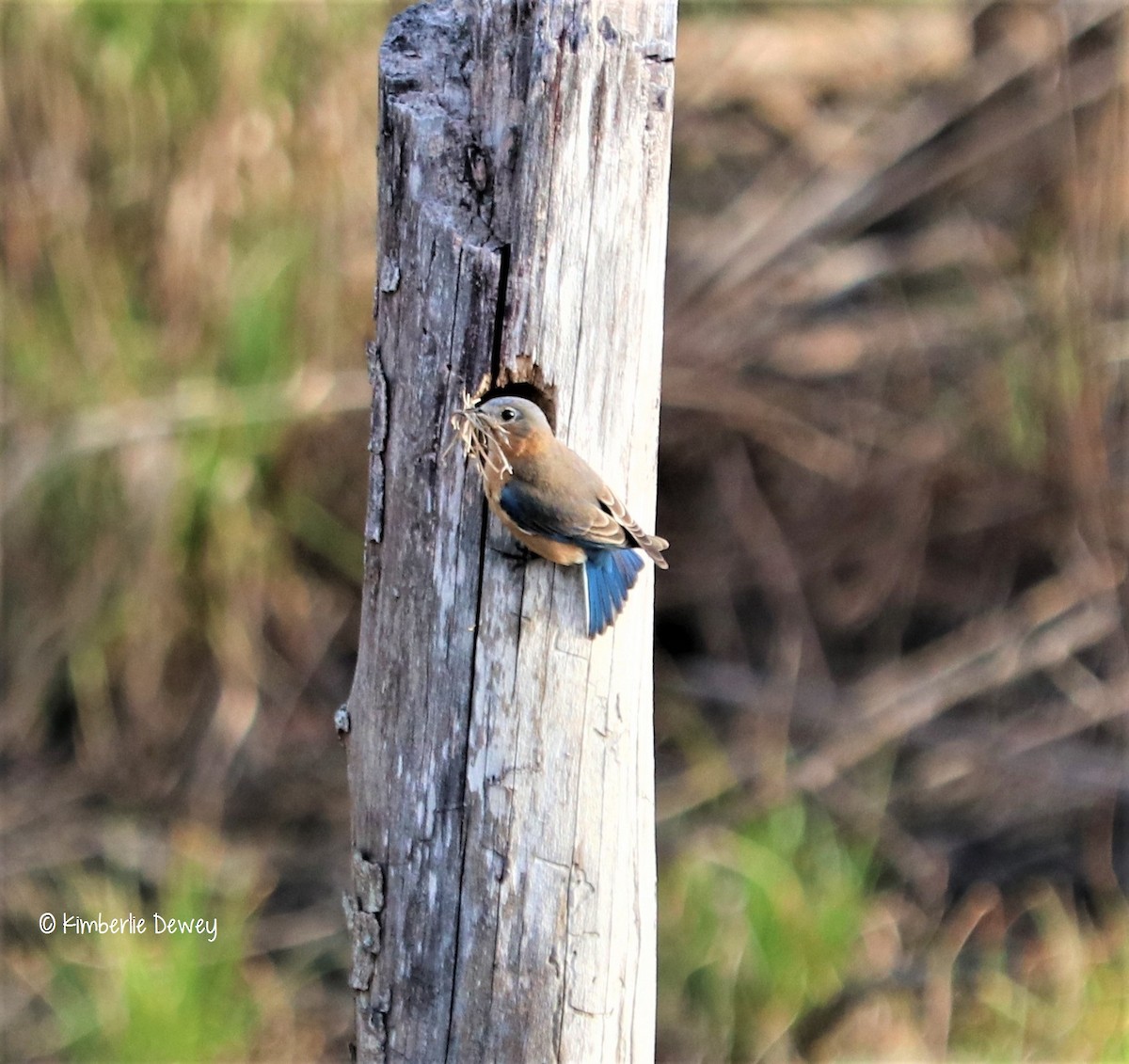 Eastern Bluebird - ML53286041