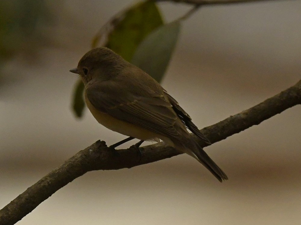 Red-breasted Flycatcher - Subhadra Devi