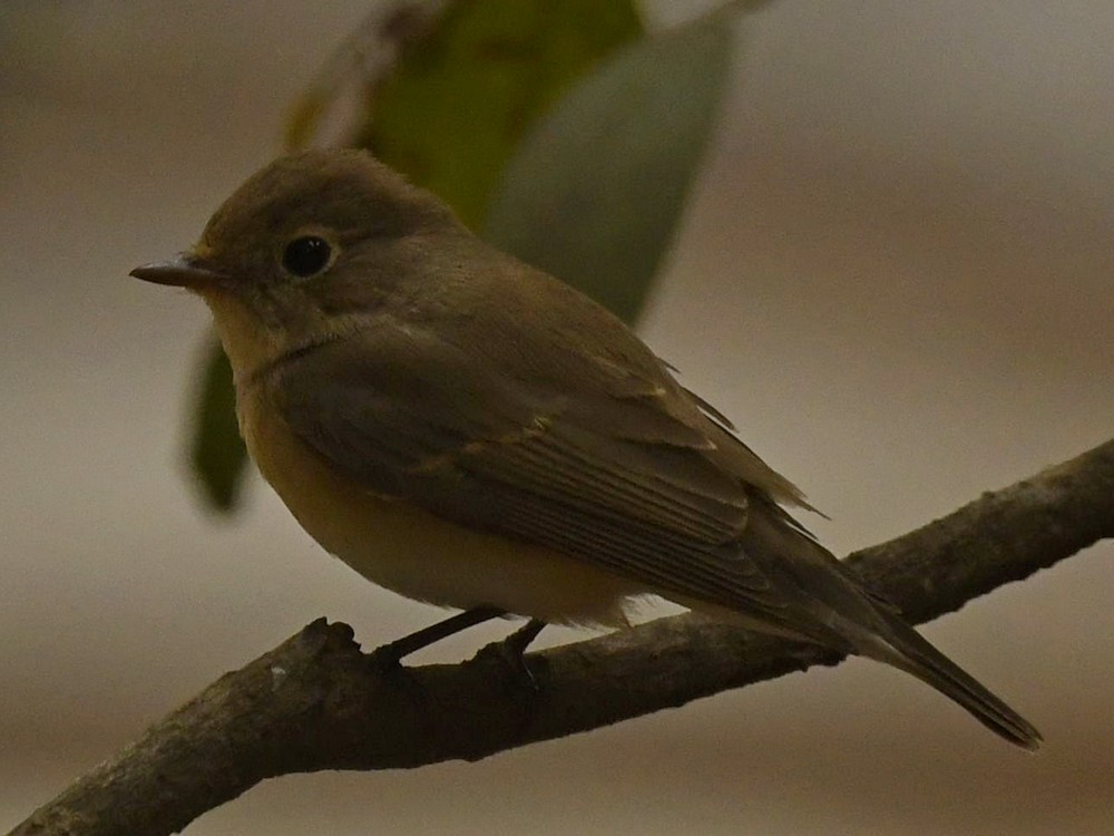 Red-breasted Flycatcher - Subhadra Devi