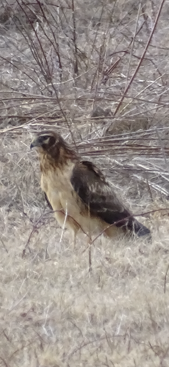 Northern Harrier - ML532860751
