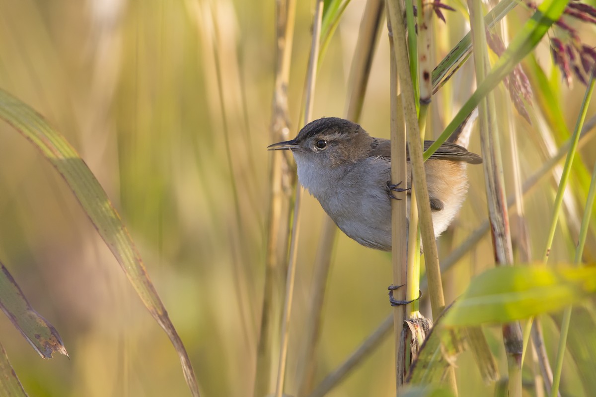 Marsh Wren - ML532861631