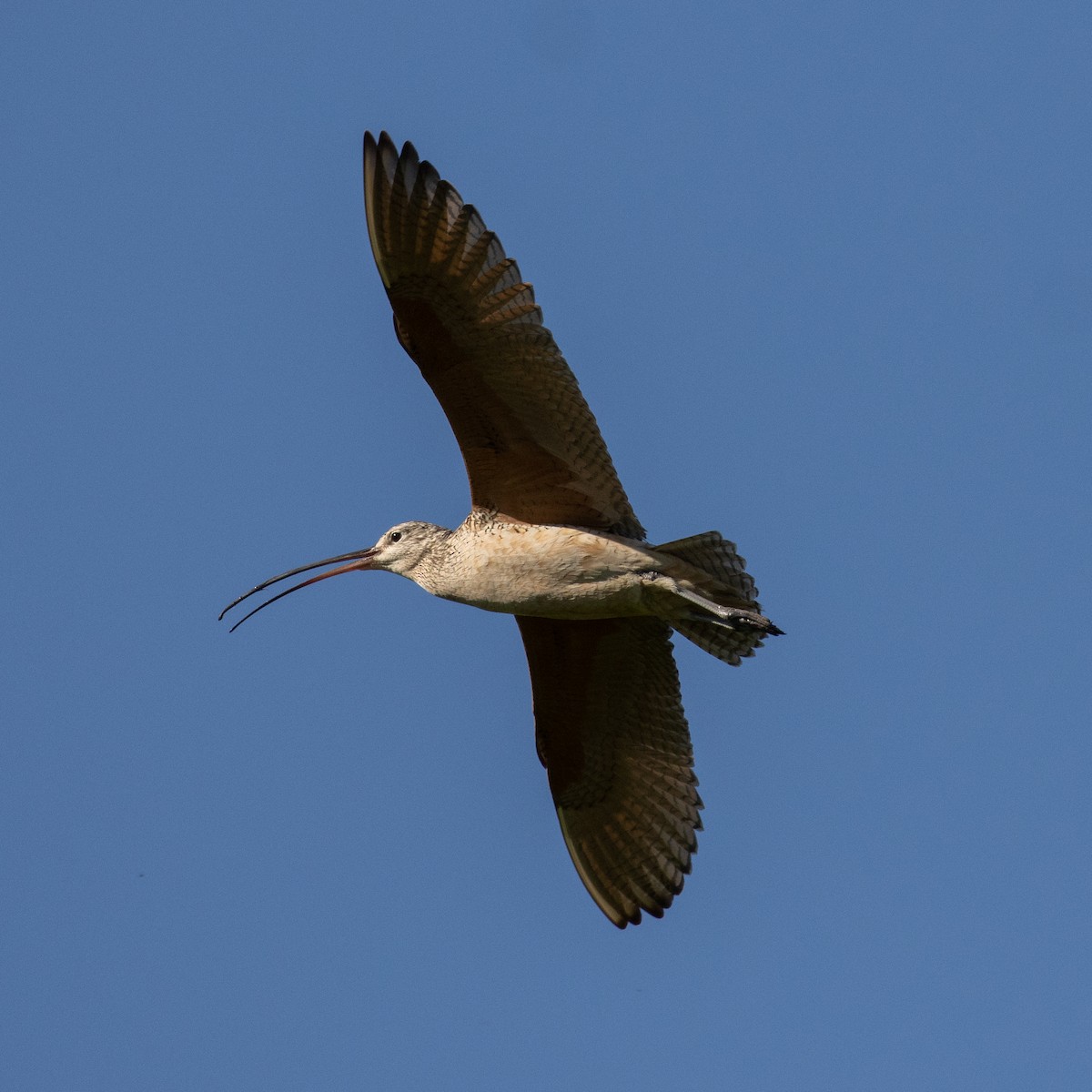 Long-billed Curlew - ML532861661