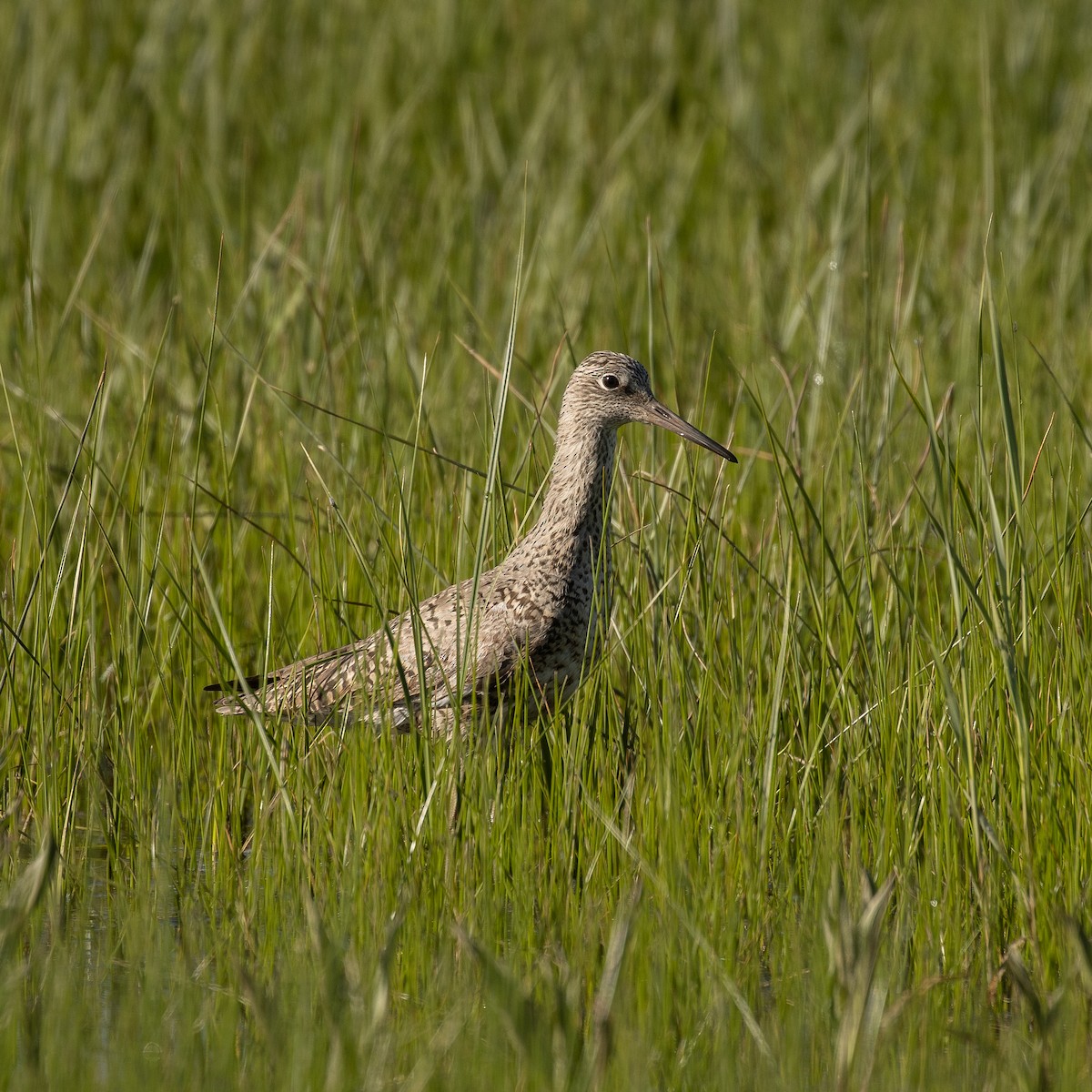 Willet - ML532861691