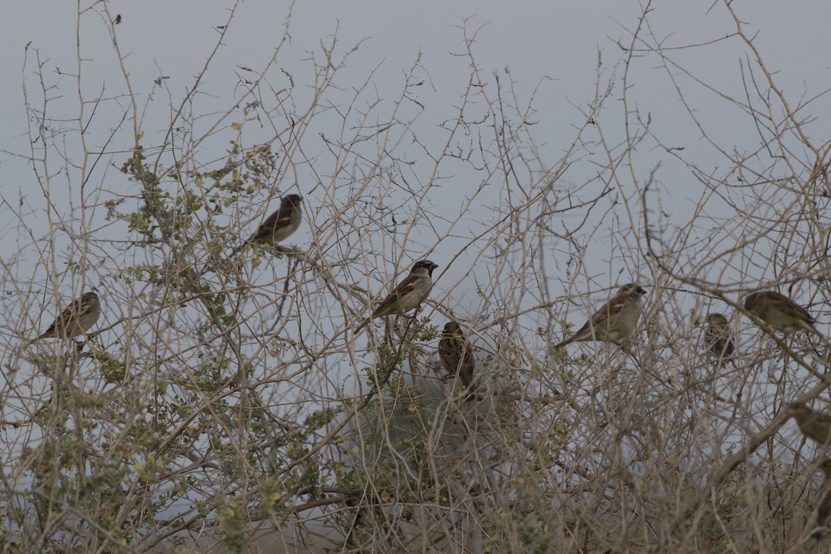 Moineau domestique - ML532861741