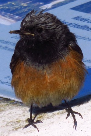 Black Redstart (Eastern) - ML53286231