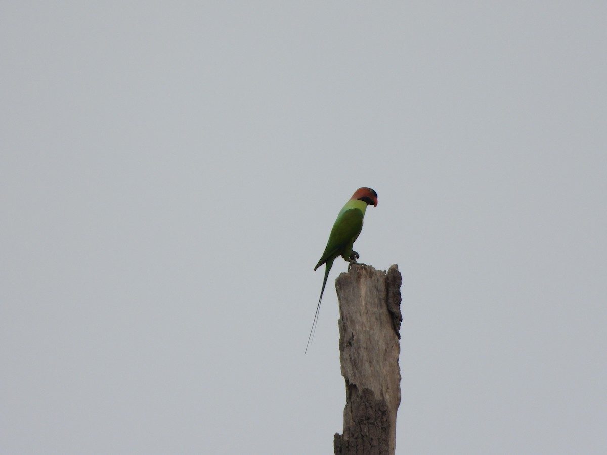 Long-tailed Parakeet - Andy Lee