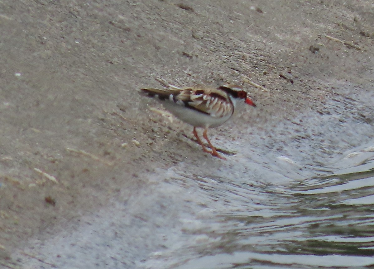 Black-fronted Dotterel - ML532865601