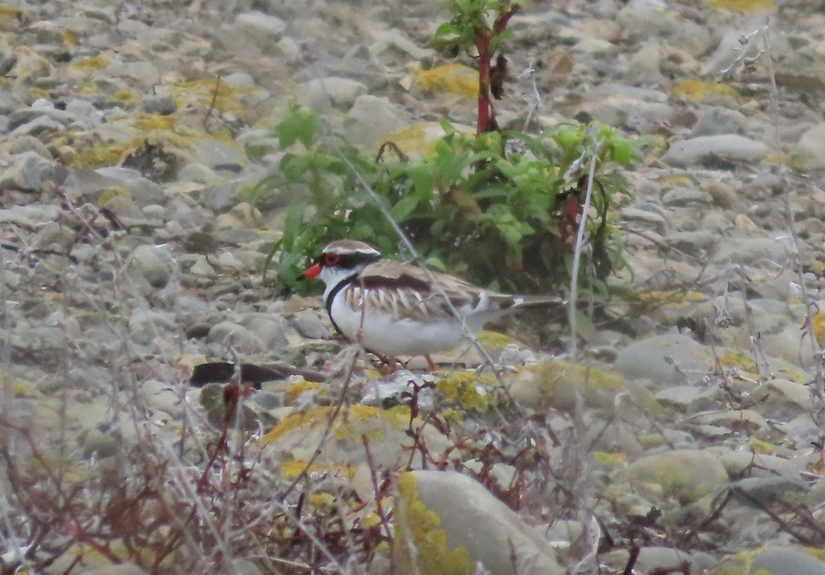 Black-fronted Dotterel - Jeff Hopkins