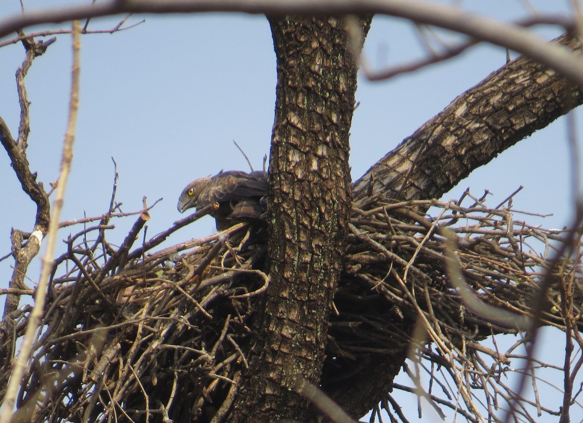 Changeable Hawk-Eagle - Laxminarayan Sonawane