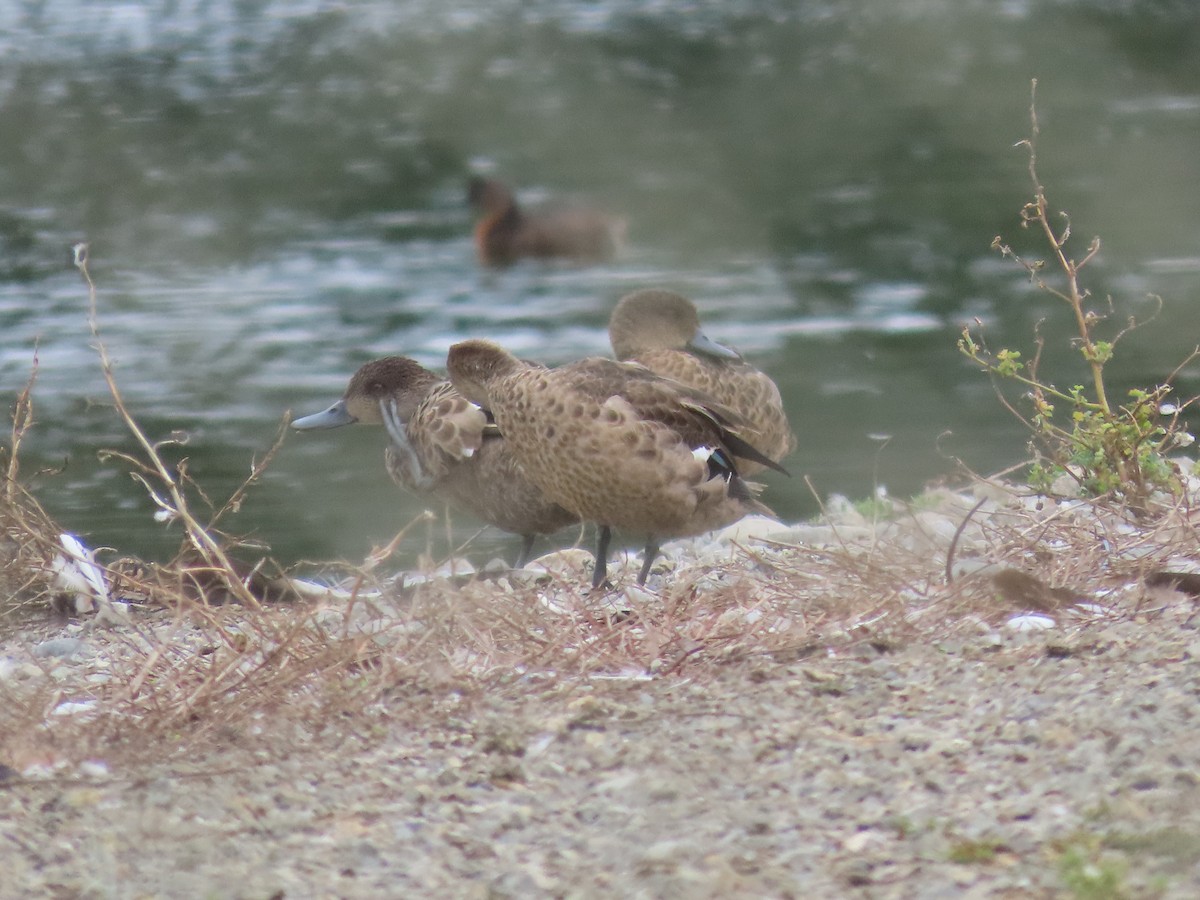 Gray Teal - Jeff Hopkins