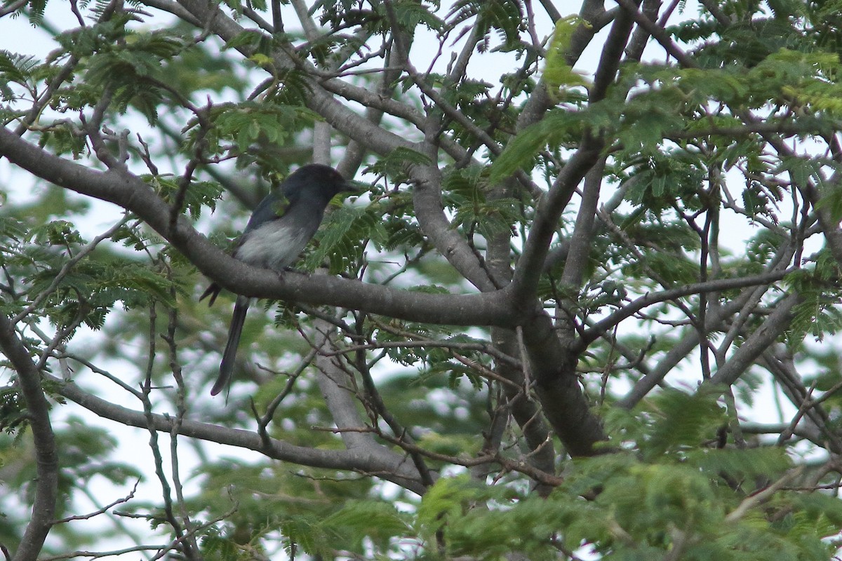 White-bellied Drongo - ML532866691