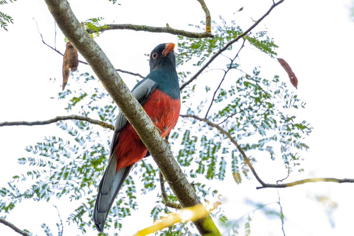 Slaty-tailed Trogon - ML532868141