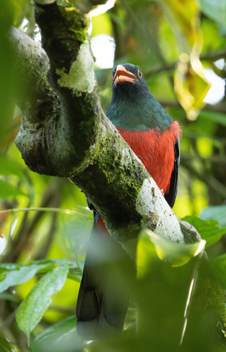 Slaty-tailed Trogon - ML532868191