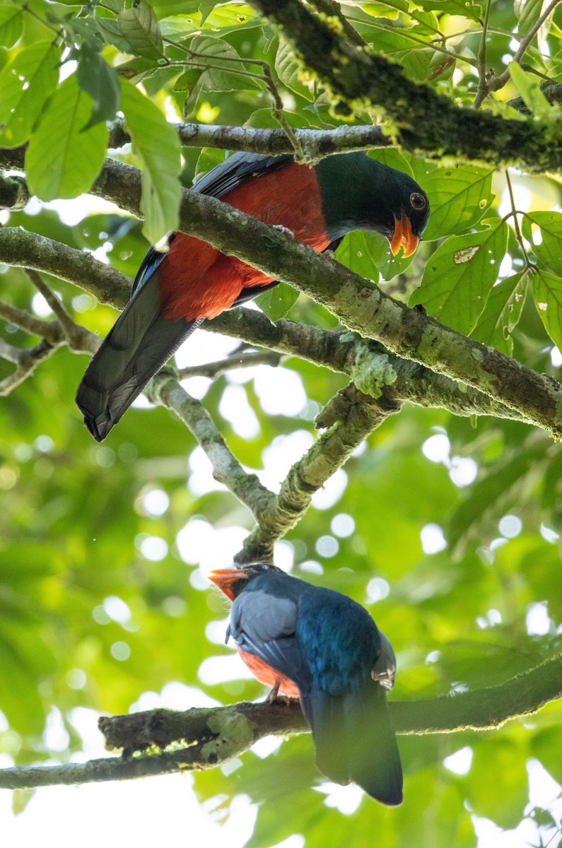 Slaty-tailed Trogon - ML532868201