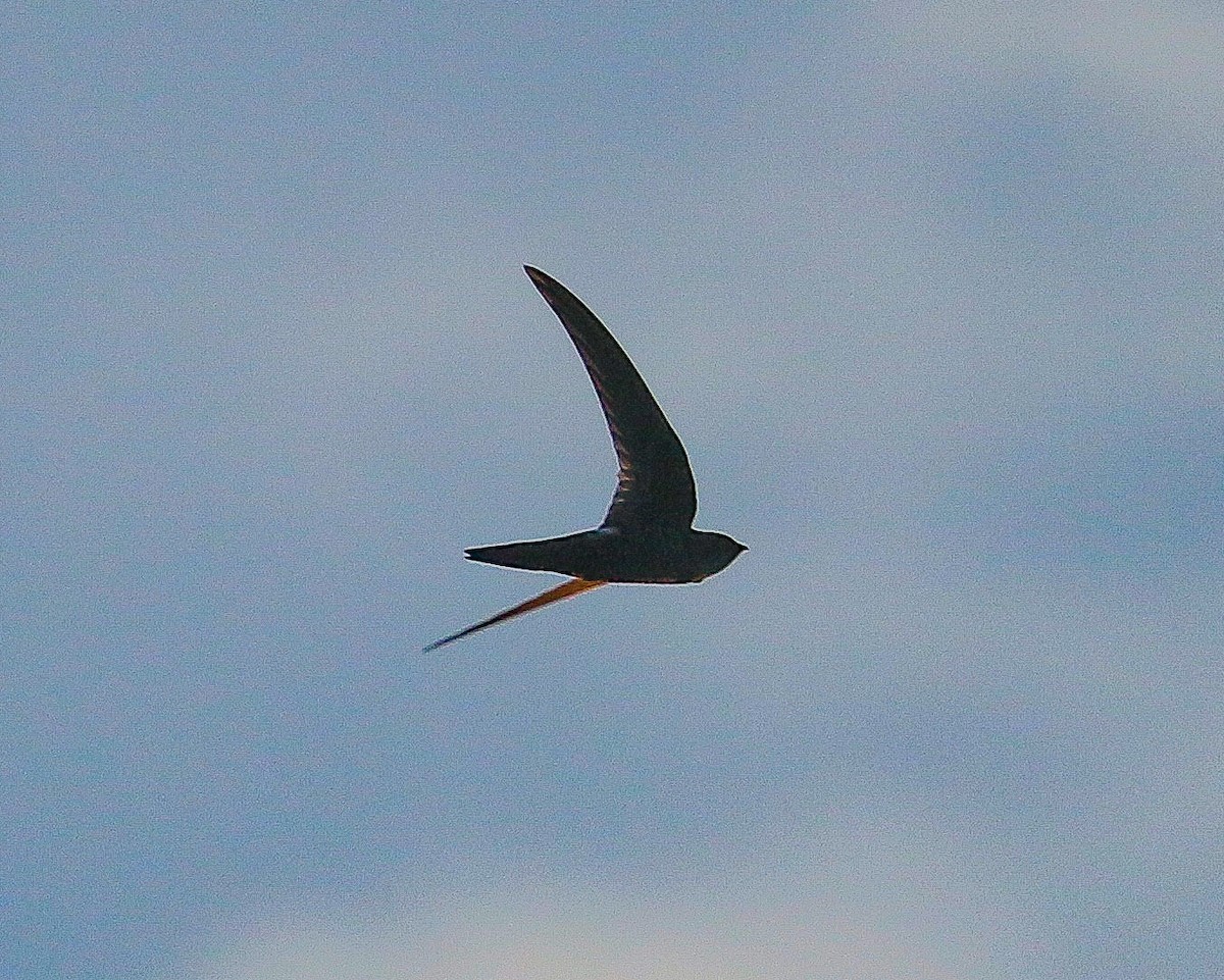 Pacific Swift - ML532870081