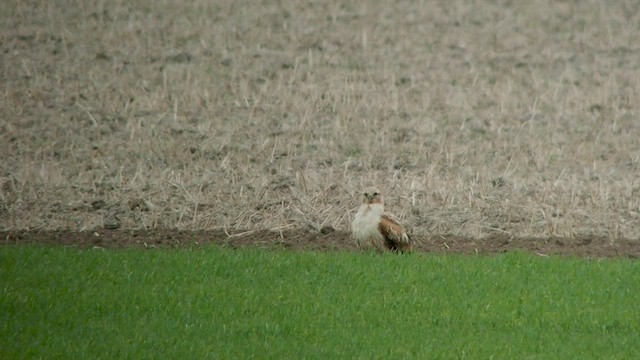 Long-legged Buzzard - ML532870681