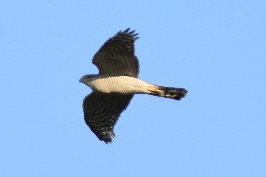 Eurasian Sparrowhawk - Aamir Nasirabadi