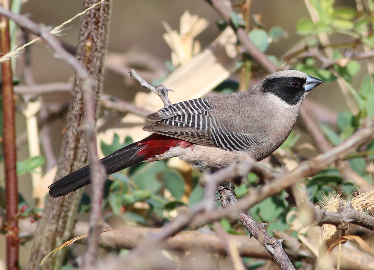 Black-cheeked Waxbill - Alexandre Hespanhol Leitão